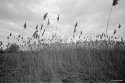 Cat Tails