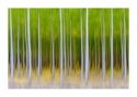 Tree Motion #5