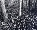 A view from the woods