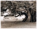 Fig'n House