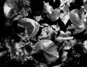Ground Ivy