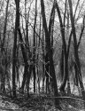 Reflected Trees