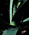 plant abstract