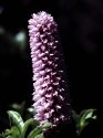 flower abstract