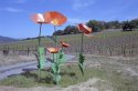 Permanent Poppies