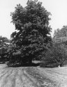 Horse Chestnut