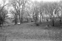 Cows Forest