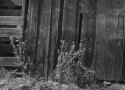 BarnWood N Thistles2a