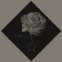 Rose as well