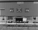 Feucht's Cows