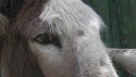 Bart the Donkey