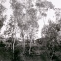 San Diego Trees