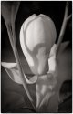 Magnolia.02c