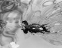 Duck Swimming