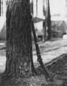 Two Band Musket