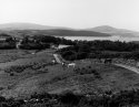 Connemara Ponies
