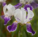 Some of our Iris's