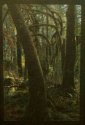 Rain Forest