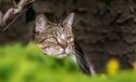 The internet was made for cat photos