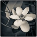 Magnolia virginiana #5