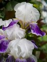 Backyard Iris's