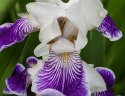 Backyard Iris's