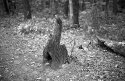 Trees_1