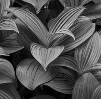 Photographers Crack Cocaine