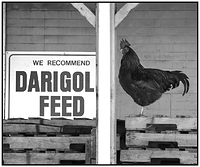 Darigold Rooster