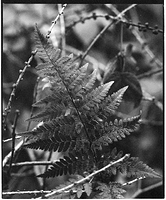 Natural Reflections I