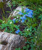 Forget-me-not alpine version