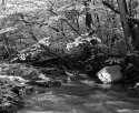 The West Branch of Pine Creek