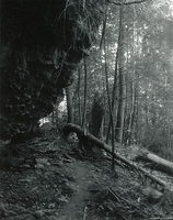 Sonatas II-9 (presto)