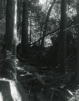 Sonatas II-12 (presto)