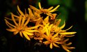 Flowers in sunlight