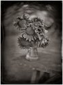 Sunflowers.01.sm