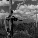 Cactus - Brown Mtn Trail