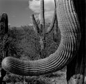 Cactus Trunk, Brown Mtn Trail