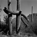 Hugging Cacti