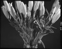 Bouquet, canning jar