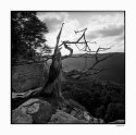 Hasselblad SWC
