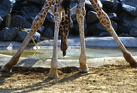 Giraffe Drinking