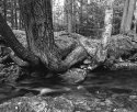 Butternut Hollow