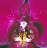Orchid Phalaenopsis