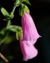 Late summer flower macro - 1