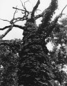 Virginia Creeper Trunk