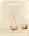 Miniplenty