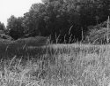 Wild Grass