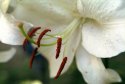 lily 2019