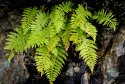 Ferns - 1